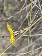 Osteospermum asperulum