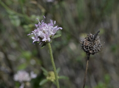 Sixalix atropurpurea