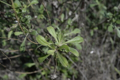 Sixalix atropurpurea