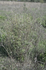 Sixalix atropurpurea