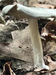Clitocybe odora