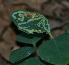 Agromyzidae