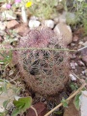 Cactoideae