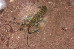Cherax quadricarinatus