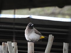 Pycnonotus barbatus tricolor