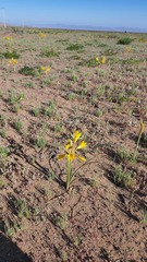 Zephyranthes bagnoldii