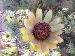 Leucadendron barkerae