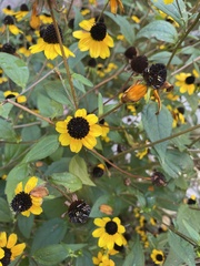 Rudbeckiinae