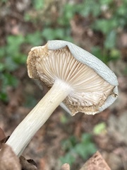 Clitocybe odora