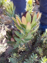 Leucadendron barkerae