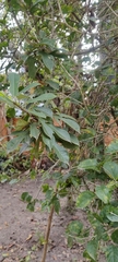 Jatropha integerrima