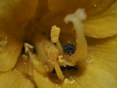 Zephyranthes bagnoldii