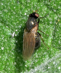 Calliopum