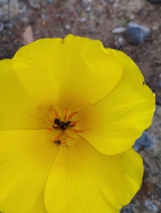 Balbisia peduncularis