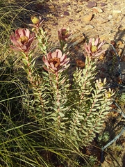 Leucadendron barkerae