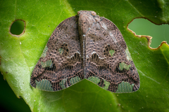 Ricania speculum