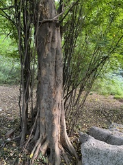 Pteroceltis tatarinowii