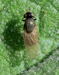 Calliopum