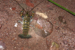 Cherax quadricarinatus