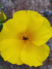Balbisia peduncularis