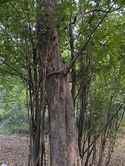 Pteroceltis tatarinowii