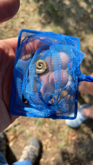 Planorbella trivolvis