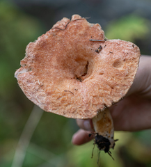 Lactarius torminosus