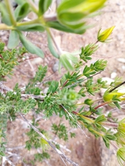 Balbisia peduncularis