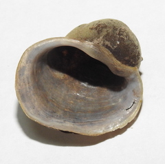 Radix auricularia