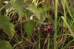 Rubus × idaeoides