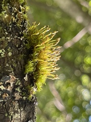 Ulota coarctata