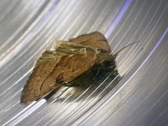 Galgula partita