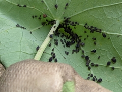 Aphis fabae