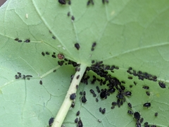 Aphis fabae