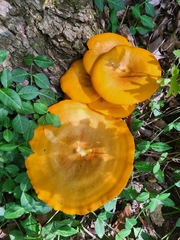 Omphalotus illudens