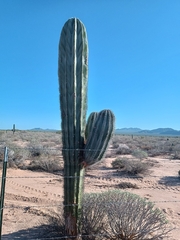 Pachycereus pringlei