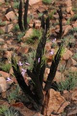 Xerophyta retinervis