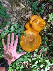 Omphalotus illudens