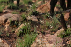 Kohautia amatymbica