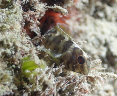 Salaria pavo