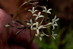 Kohautia amatymbica