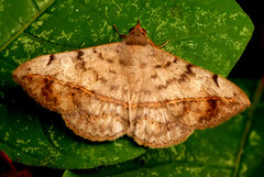 Anticarsia