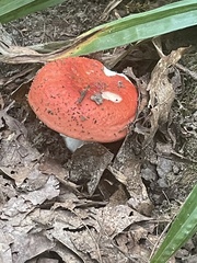 Russula paludosa