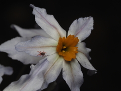 Leucocoryne coronata