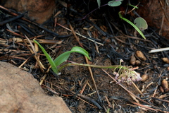 Ledebouria