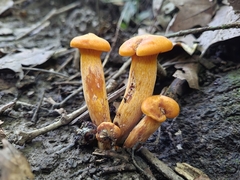 Omphalotus illudens