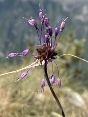 Allium carinatum