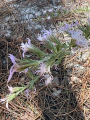 Liatris elegans