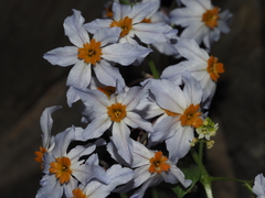 Leucocoryne coronata