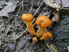 Omphalotus illudens